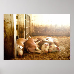 Poster Images Getty Chiens en train de se frotter