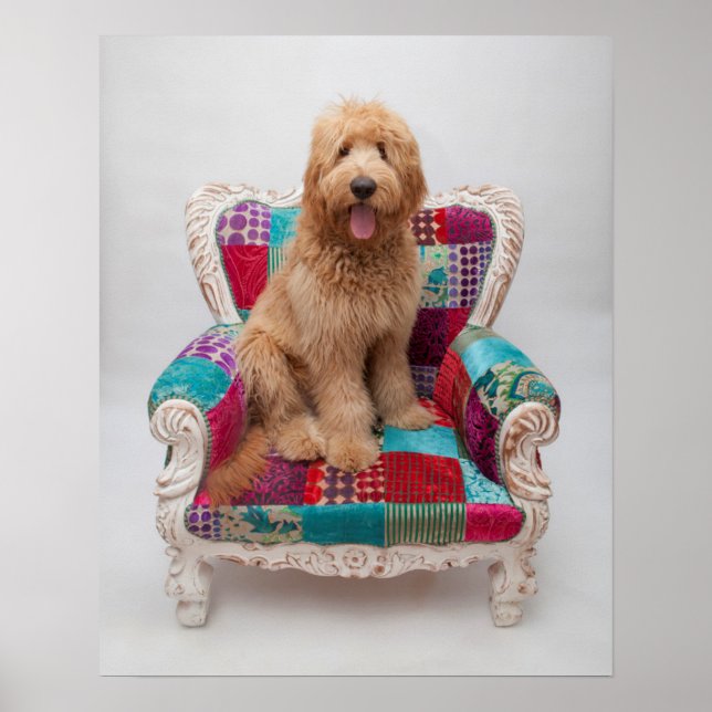 Poster Images Getty | Cute Goldendoodle (Devant)