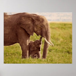 Poster Images Getty Elephant & bébé