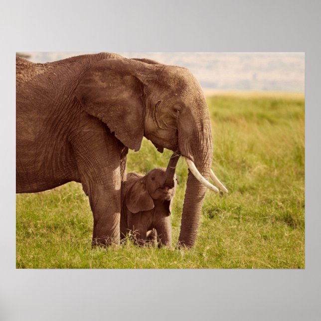 Poster Images Getty | Elephant & bébé (Devant)