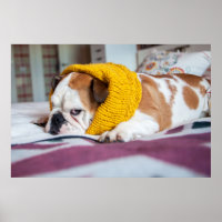 Images Getty | English Bulldog