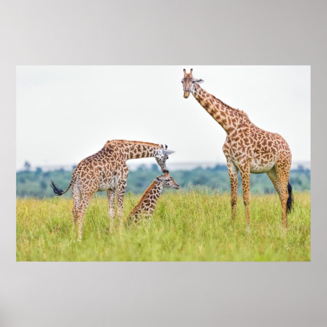 Poster Images Getty | Famille Giraffe (Devant)
