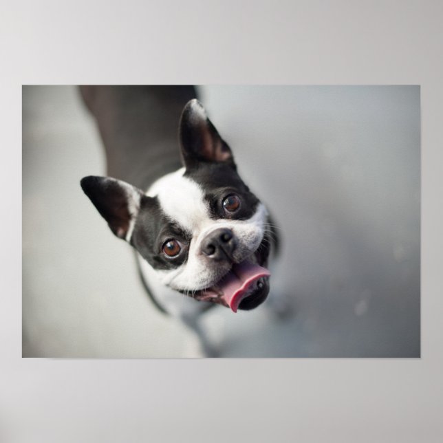 Poster Images Getty | French Bulldog (Devant)