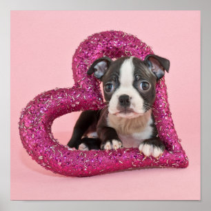 Poster Images Getty   Puppy Love