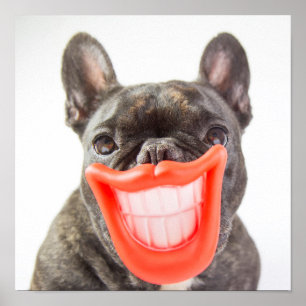Poster Images Getty Un chien souriant