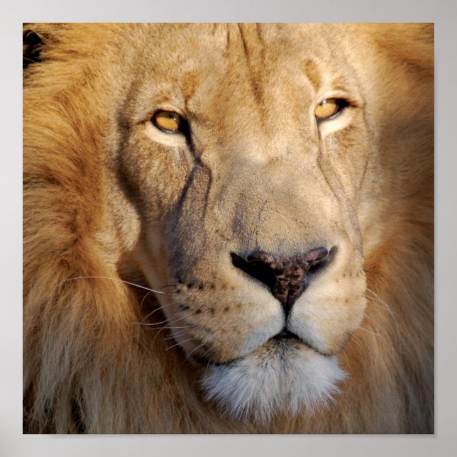 Poster Images Lion Imprimer (Devant)