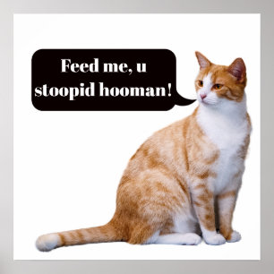 Poster Imbécile Hooman Drôle Chat affamé