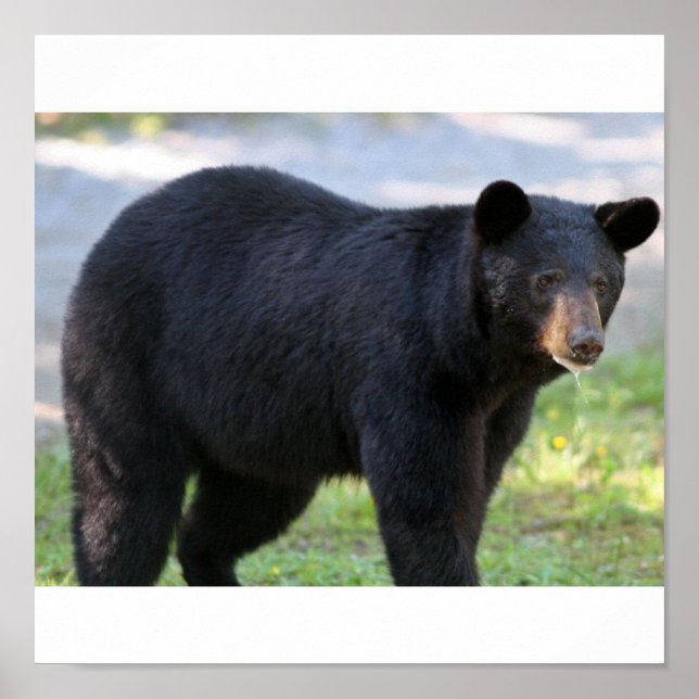 Poster IMG_5587_édité (Devant)