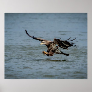Poster Immature Bald Eagle plongée pour un poisson