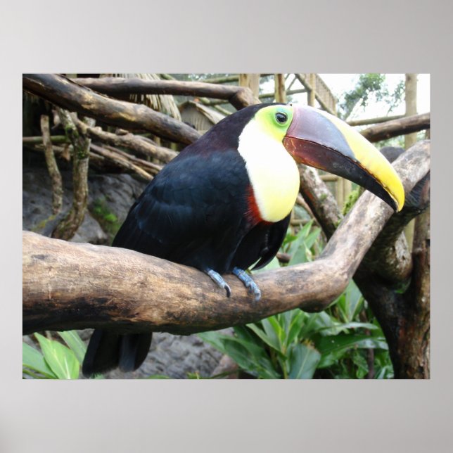 Poster Immense Photo D'Un Beau Toucan ! (Devant)