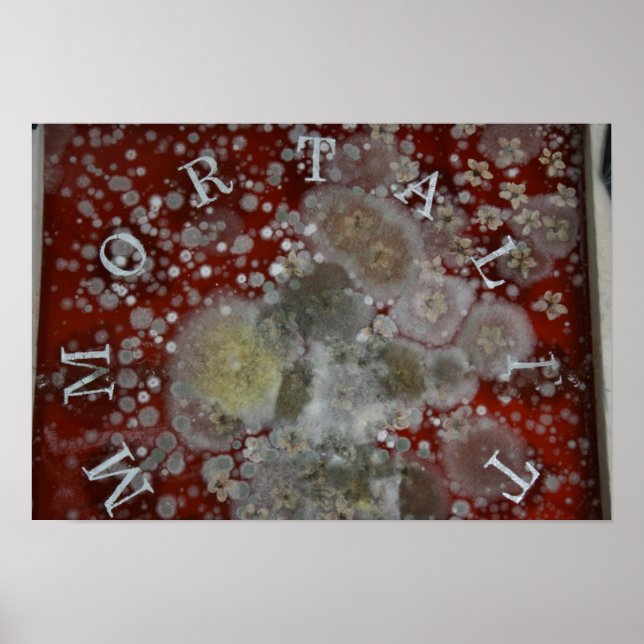 Poster Immortalité (Devant)