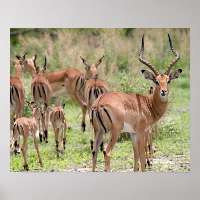 Poster Impala Dans Le Delta De L'Okavango (Devant)