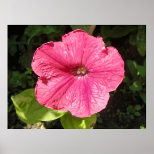 Poster Impatiens rose foncé