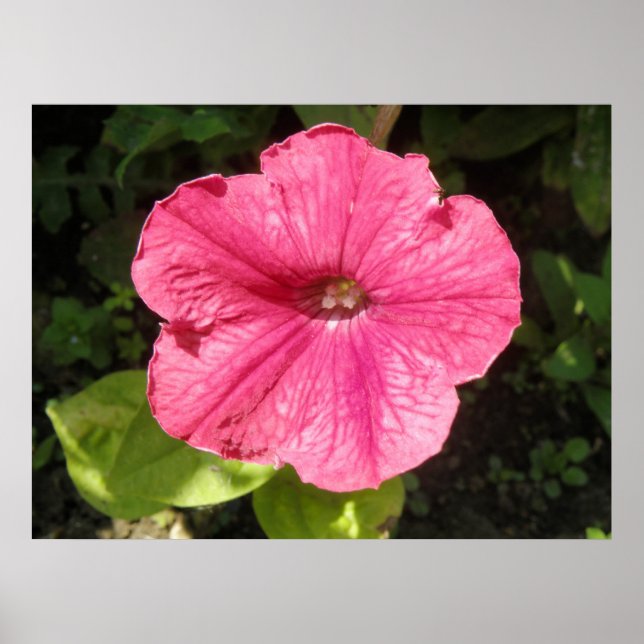 Poster Impatiens rose foncé (Devant)