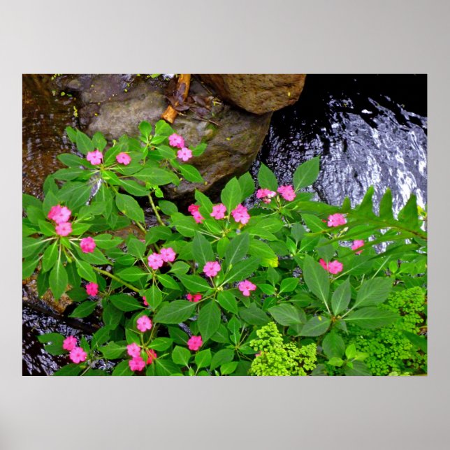Poster Impatiens sauvages et fougères (Devant)