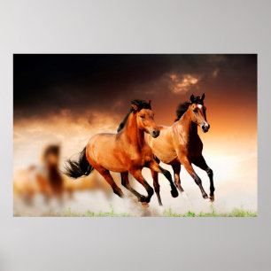Poster Imposant Chevaux Brown Sauvages