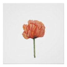 Impression botanique à l'aquarelle de coquelicot r