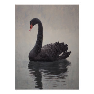 Poster Impression d'art Cygne noir antique