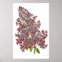 IMPRIMANTE BOTANIQUE Lilac PREMIUM