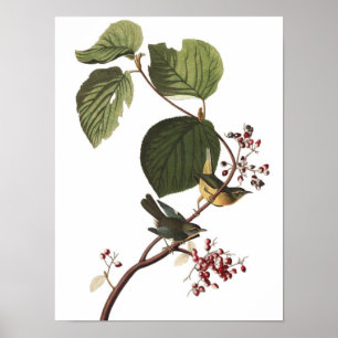 Poster Imprimante de la Paruline Audubon Vintage inhabitu