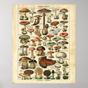 Poster Imprimante de l'ancienne carte des champignons fra