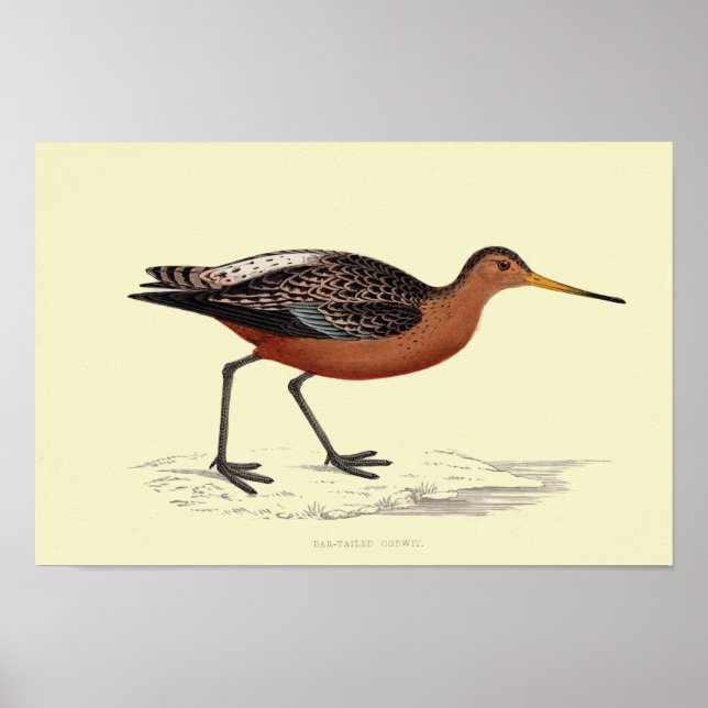 POSTER IMPRIMANTE GODWIT TAILLÉE BAR (Devant)