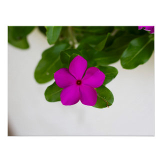 Poster Imprimante Pink Madagascar Periwinkle
