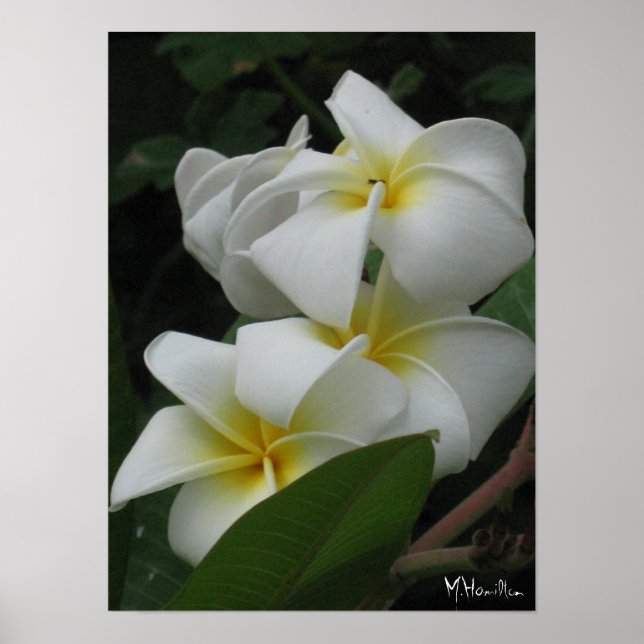 Poster Imprimantes d'affiches Frangipanis (Devant)