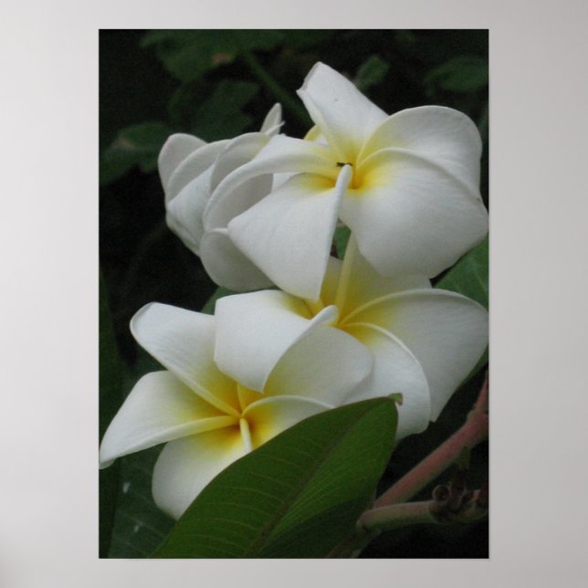 Poster Imprimantes d'affiches Frangipanis (Devant)