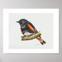 Imprimé américain Redstart Warbler Art