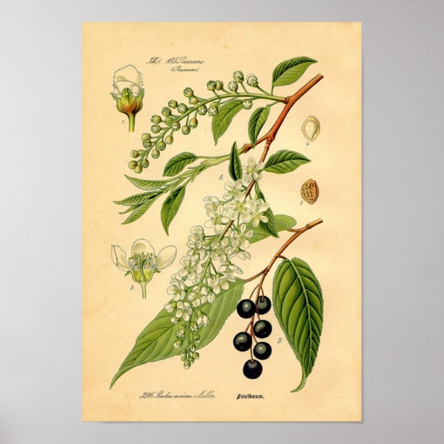 Poster Imprimé botanique - Cerisier d'oiseaux (Padus aviu (Devant)