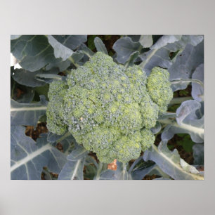 Poster Imprimé Brocoli