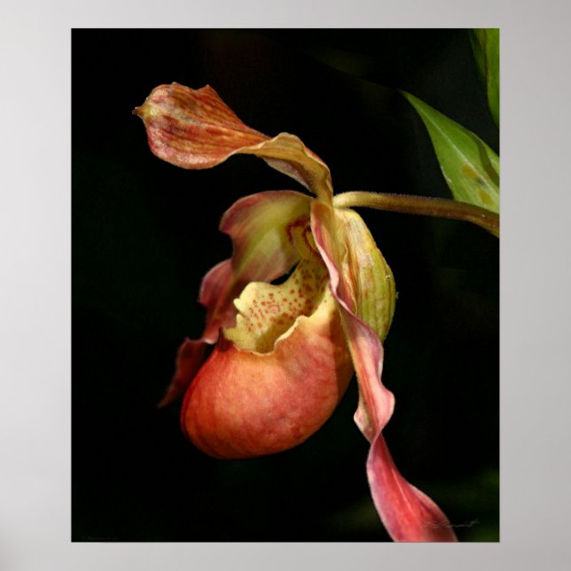 Poster Imprimé de l'orchidée Lady's-Slipper -20x24 -ou pl (Devant)