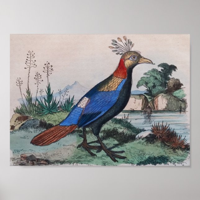 Poster imprimé d'oiseau exotique (Devant)