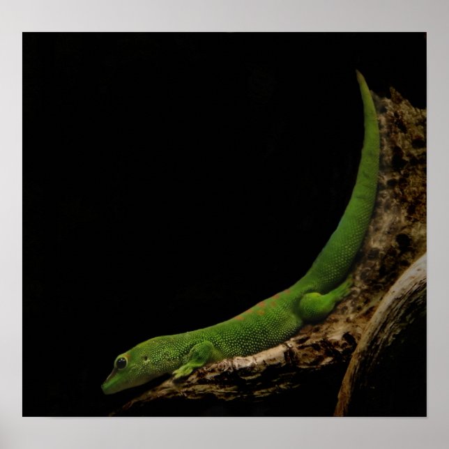 Poster imprimé gecko de la journée malgache (Devant)