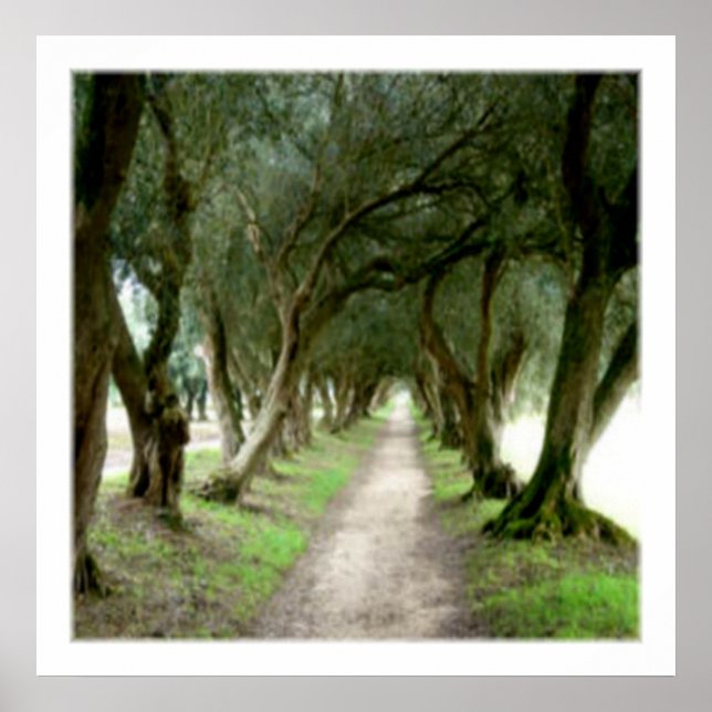 Poster Imprimé Jardin d'Olive (Devant)