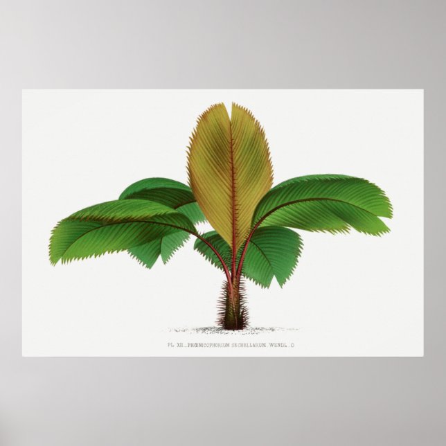 Poster imprimé palmier vintage des Seychelles (Devant)
