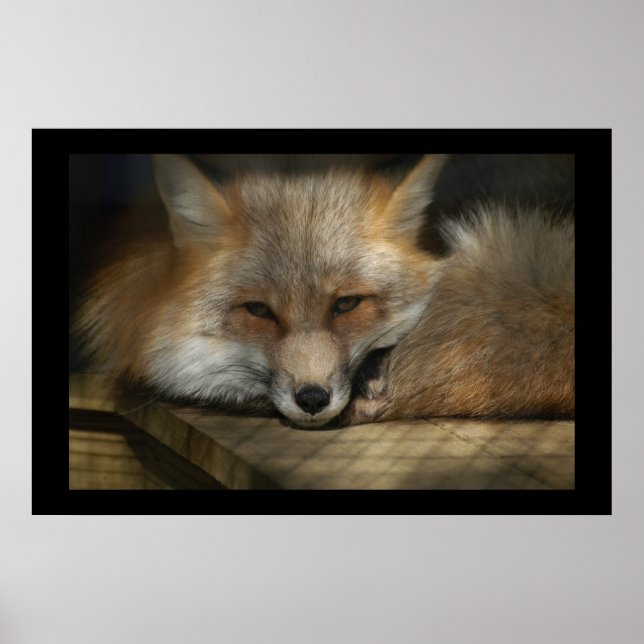 Poster Imprimé Red Fox (Devant)