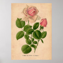 Poster imprimé Rose vintage