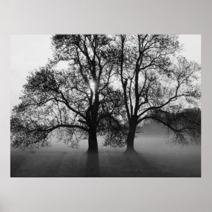 Poster IMPRIMER - 2 grands arbres Noir & Blanc