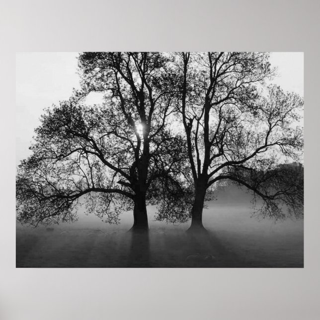 Poster IMPRIMER - 2 grands arbres Noir & Blanc (Devant)