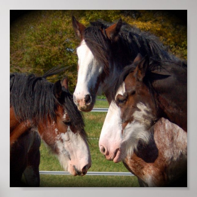 Poster Imprimer 3 têtes Clydesdale (Devant)