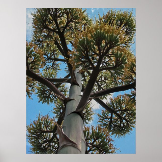 Poster Imprimer : Agave (Devant)
