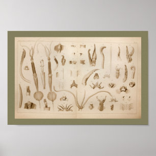Poster Imprimer Anatomie des calmars Vintages 1896