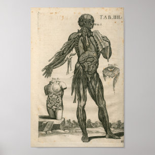 Poster Imprimer anatomie musculaire vintage 1741