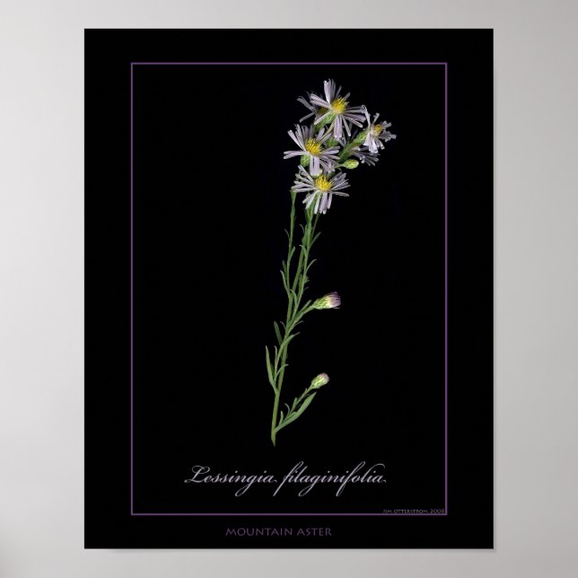 Poster Imprimer Art botanique Mountain Aster (Devant)