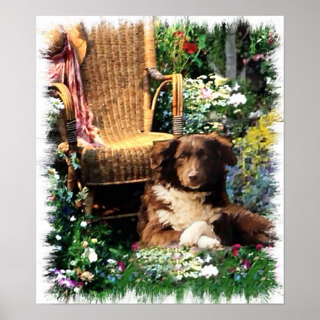 Poster Imprimer Australian Shepherd'Art (Devant)