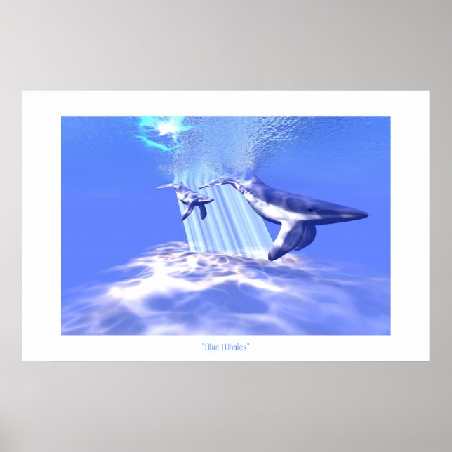 POSTER IMPRIMER BALEINE BLEUE (Devant)