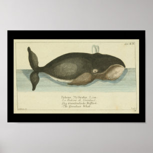 Poster Imprimer Baleines du Groenland Vintage