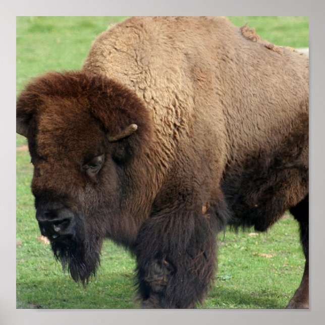 Poster Imprimer Bison nord-américain (Devant)